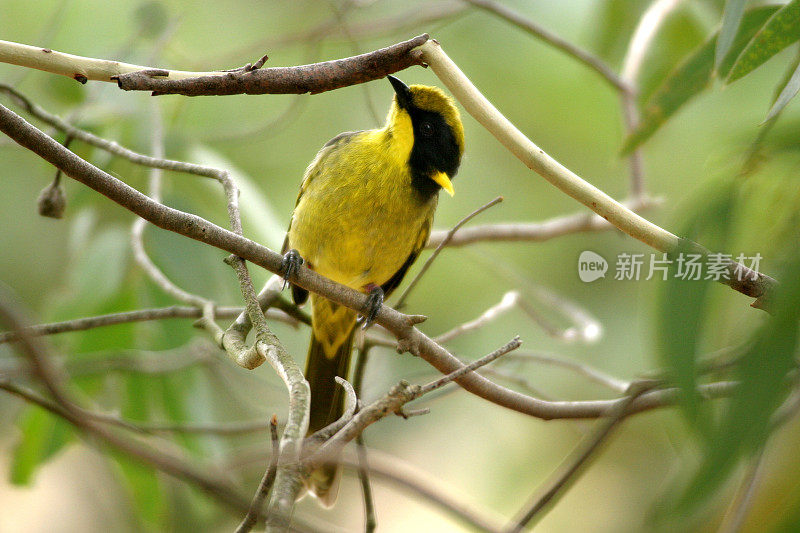 盔状食蜜鱼(Lichenostomus melanops cassidix)